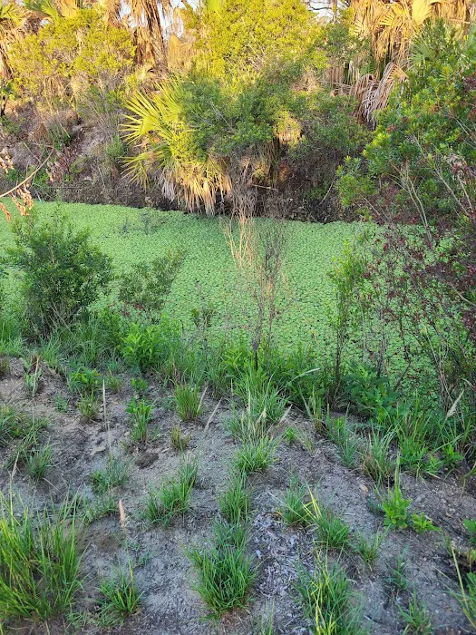 Allapattah Flats Campsite Picture 2