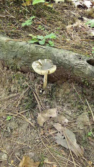 Pattison Park Campground Picture 6