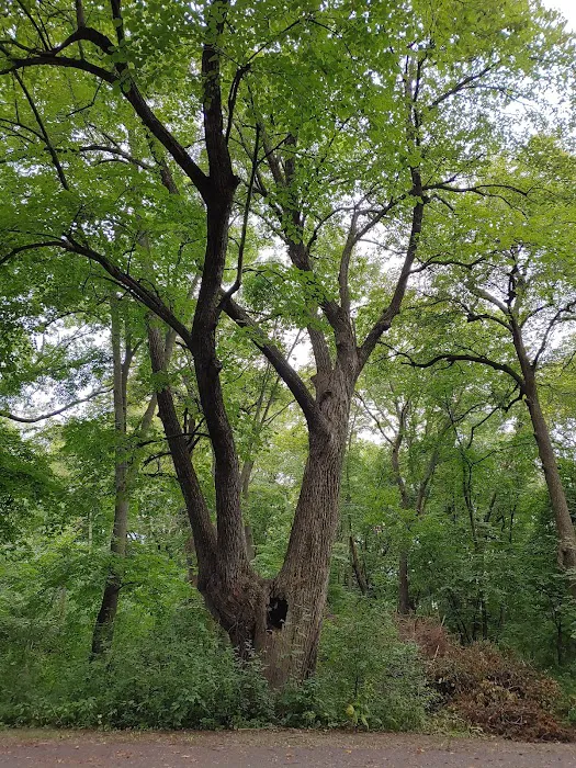 Lake Marion Campground Picture 6