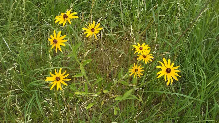 Ann Lake Campground Picture 9