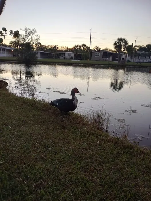 Riviera Colony Picture 10
