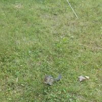 Eagle's Landing Campground ico