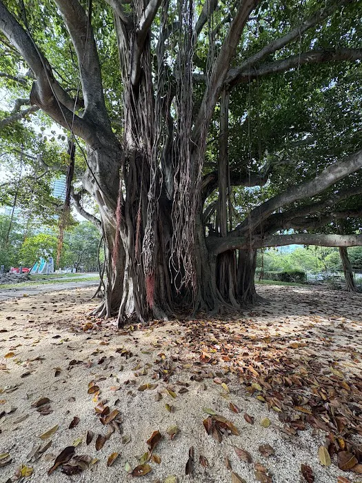 Pine Tree Park Picture 7