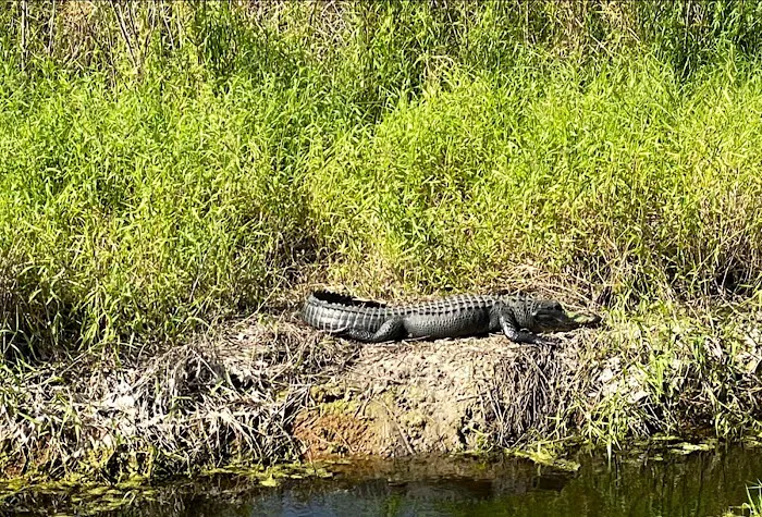 Big Cypress Indian Reservation Picture 6