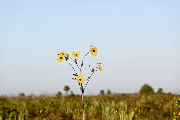 Big Cypress Indian Reservation Picture 3