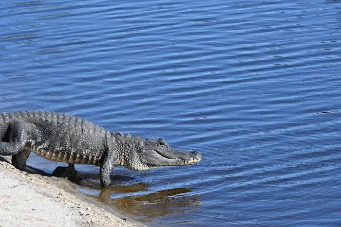 Big Cypress Indian Reservation Picture 7
