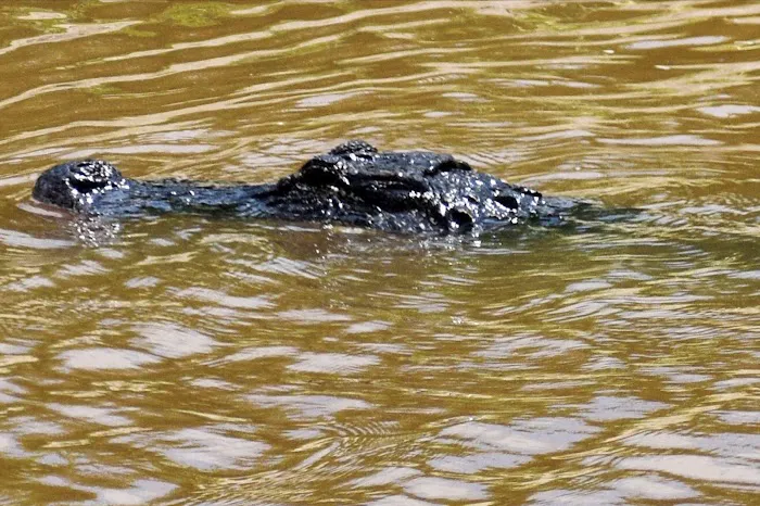 Big Cypress Indian Reservation Picture 5