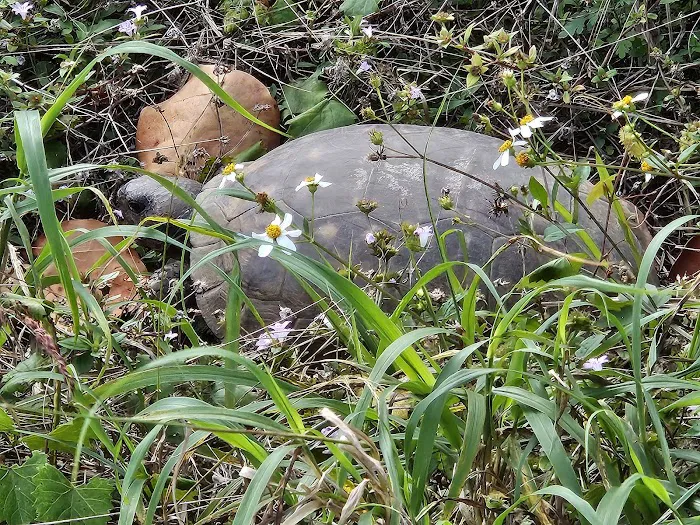 JDSP Site # 13 Picture 7