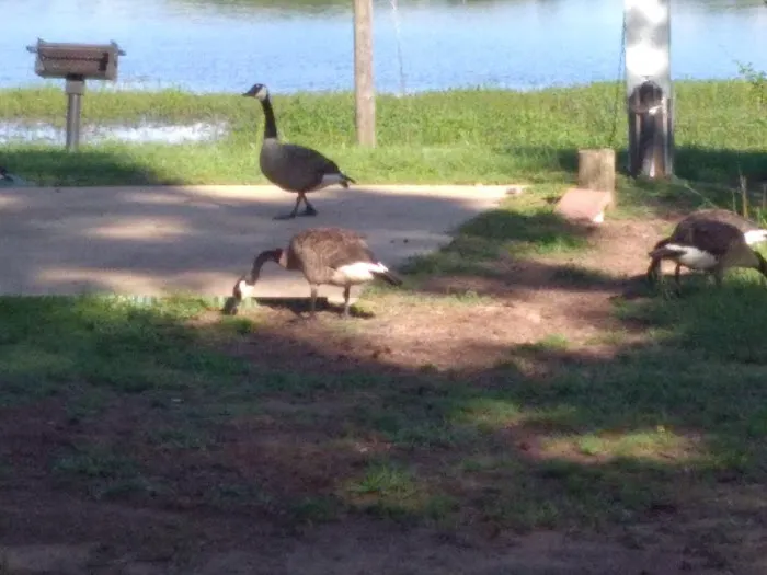 Big Steve's RV Park Picture 7
