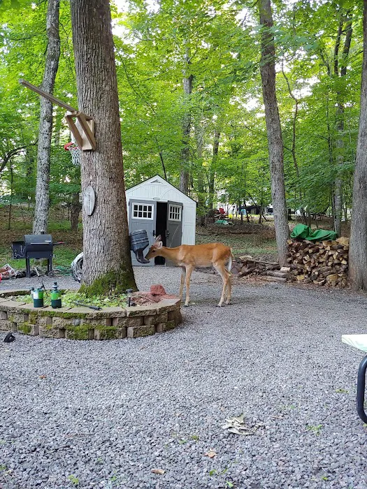 Clearwater Forest Resort Community Picture 1
