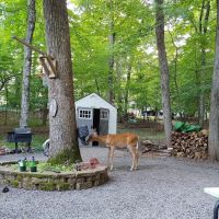 Clearwater Forest Resort Community ico