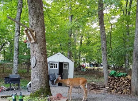 Clearwater Forest Resort Community