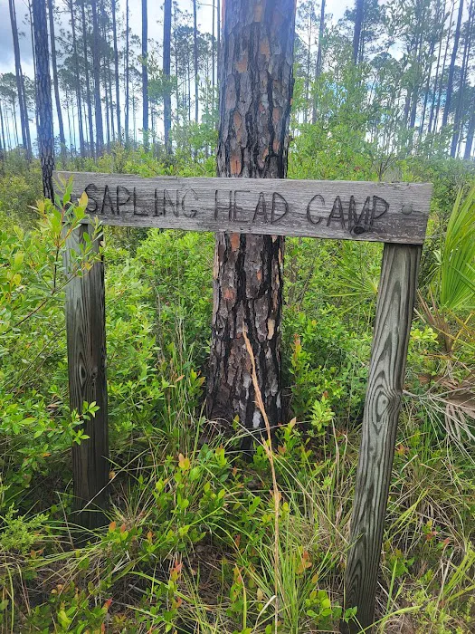 Sapling Head Camp Picture 2