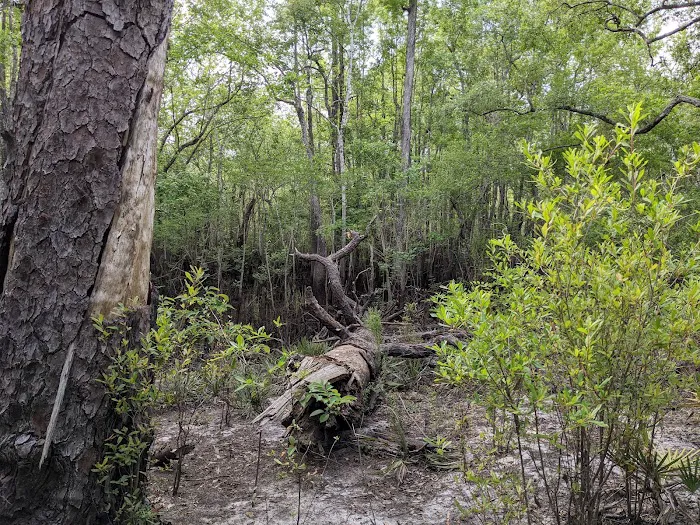Big Gully Landing Campground Picture 4