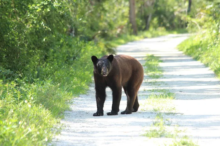 Bear Island Campground Picture 8