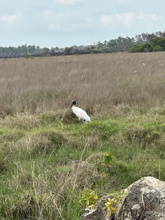 Bear Island Big Cypress national preserve Picture 3