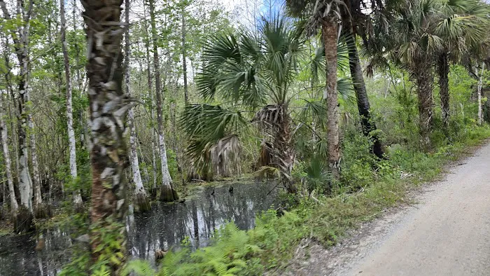 Bear Island Big Cypress national preserve Picture 5