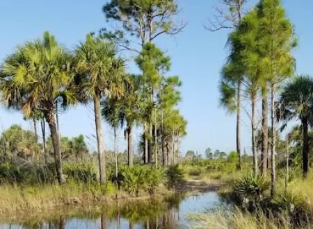 Bear Island Big Cypress national preserve