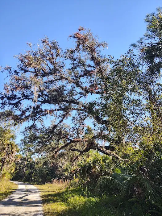 Bear Island Big Cypress national preserve Picture 4
