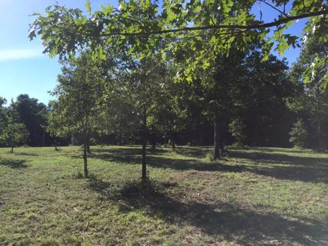 Eclipse-it-here campground Picture 5