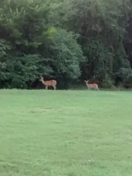 Devils Fork Recreation Area Picture 5