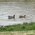 Newark RV Park, Texas