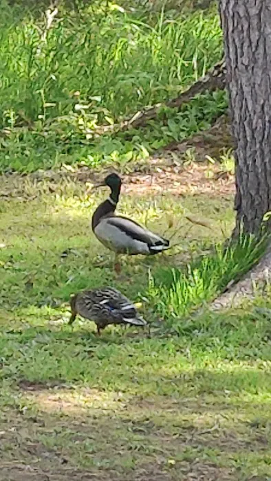 Park Lake Resort & Campgrounds Picture 9