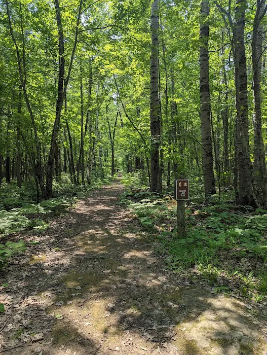 Moose Lake State Park Campground Picture 9