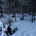 Sucker River Camp