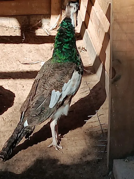 Fabulous Bok Vegas Texas Picture 1