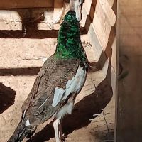 Fabulous Bok Vegas Texas ico