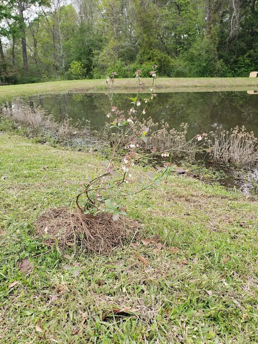Countryside RV Park Picture 5