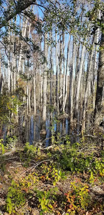 Longleaf Campsite at Walsingham Campgrounds Picture 2