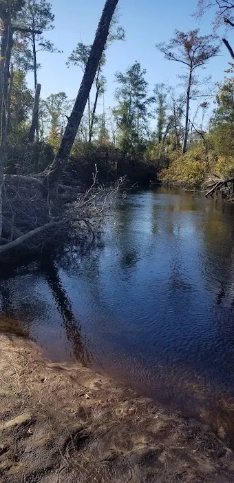 Longleaf Campsite at Walsingham Campgrounds Picture 8