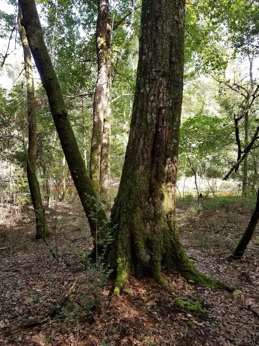 Longleaf Campsite at Walsingham Campgrounds Picture 10
