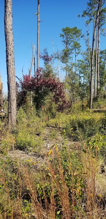 Longleaf Campsite at Walsingham Campgrounds Picture 9