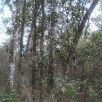 Hitchcock Lake Campground ico