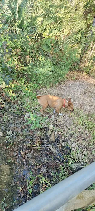 Butcher Pen Landing/Camping Picture 9