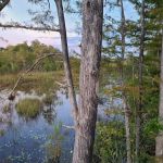 Picayune Strand State Forest Campground