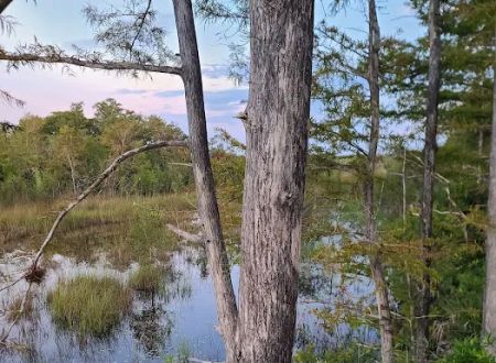 Picayune Strand State Forest Campground
