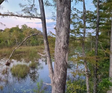 Picayune Strand State Forest Campground