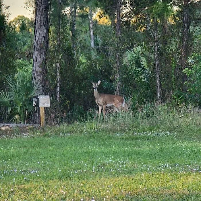 Picayune Strand State Forest Campground Picture 7