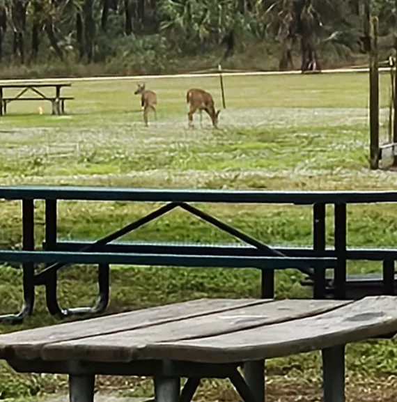 Picayune Strand State Forest Campground Picture 3
