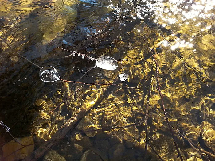 Erbie Campground Picture 5