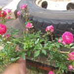 Cottage Cove RV Park