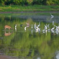 RV PARK FORT WORTH ico