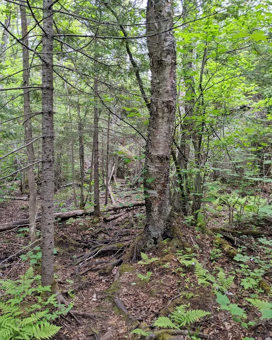 Reeves Falls Camp Picture 4