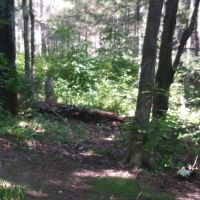 Reeves Falls Camp ico