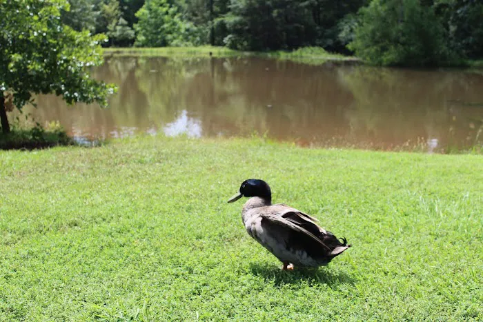 Walnut Pond RV Park Picture 2
