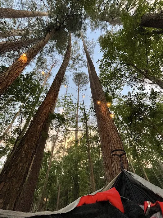 Rustic Pine RV Resort Picture 7